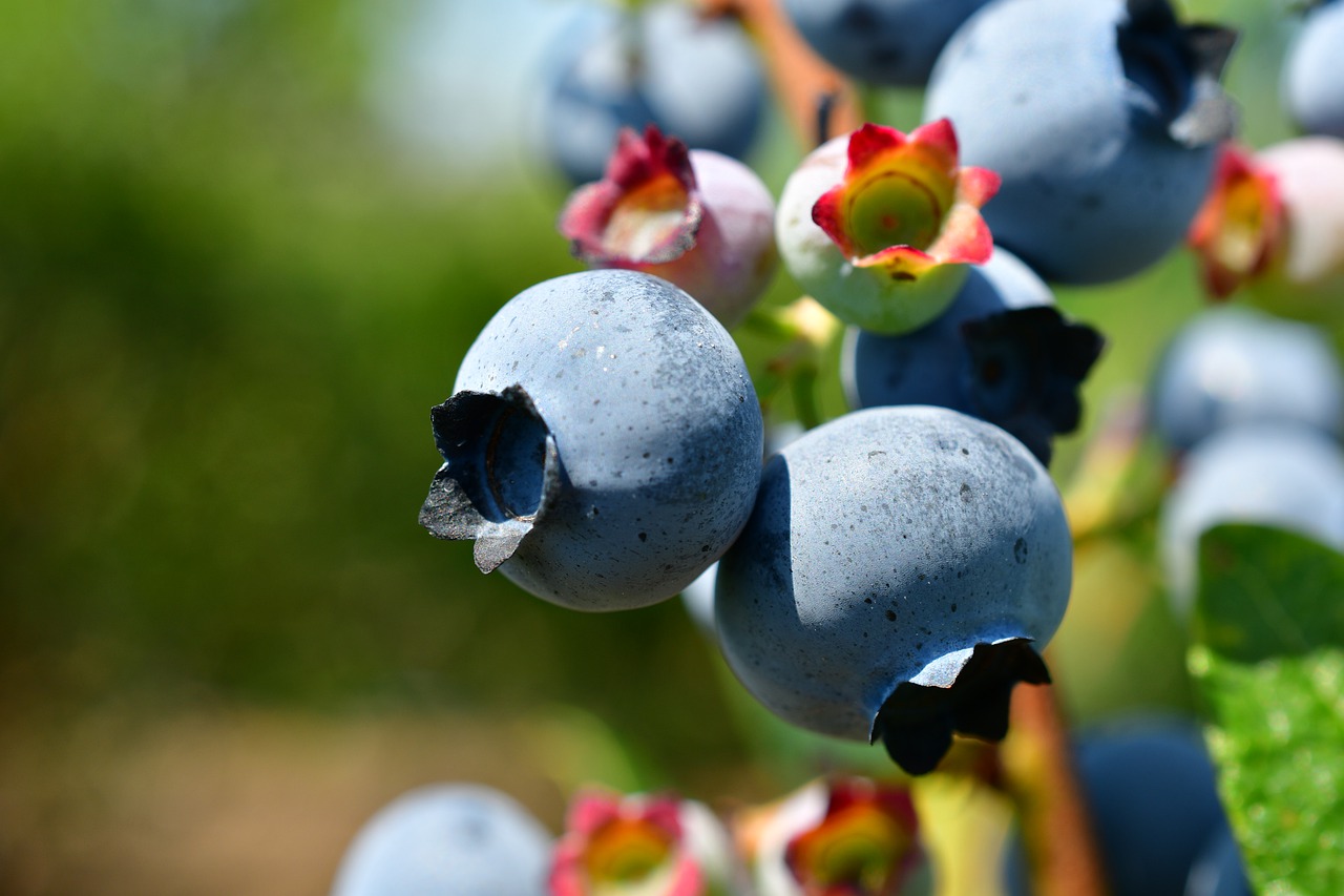 Czym są superfoods?