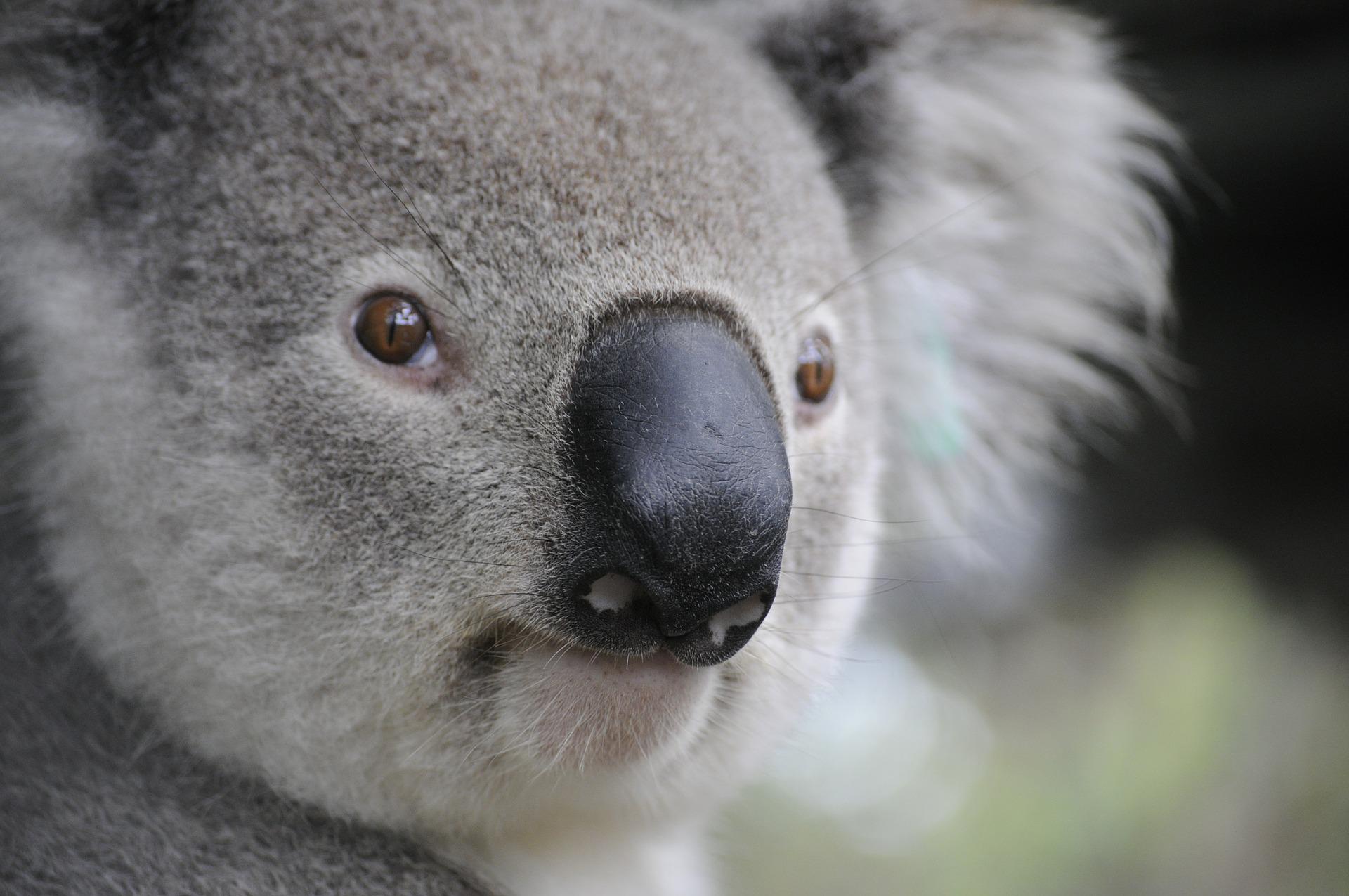 Dlaczego Australijczycy tak bardzo kochają hazard?