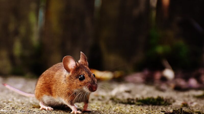 Czym jest żywołapka na szczury? Kiedy się ją stosuje?