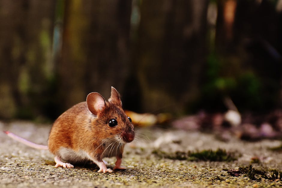 Czym jest żywołapka na szczury? Kiedy się ją stosuje?