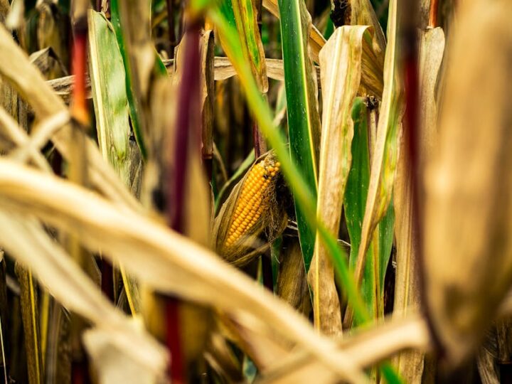 Kukurydza do siewu – jaką wybrać