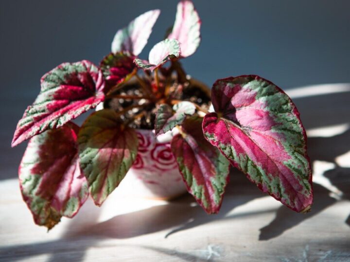 Pielęgnacja begonia dragon: Jak dbać o tę bujną roślinę?
