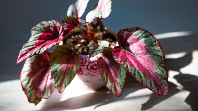 Pielęgnacja begonia dragon: Jak dbać o tę bujną roślinę?
