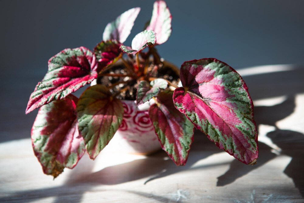 Pielęgnacja begonia dragon: Jak dbać o tę bujną roślinę?