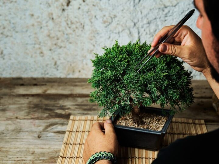 Ficus Bonsai: Jak wyhodować i pielęgnować drzewko w domu