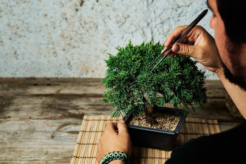 Ficus Bonsai: Jak wyhodować i pielęgnować drzewko w domu