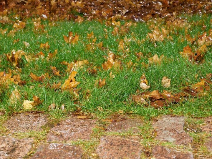 Nowoczesna skarpa w ogrodzie – inspiracje na aranżację