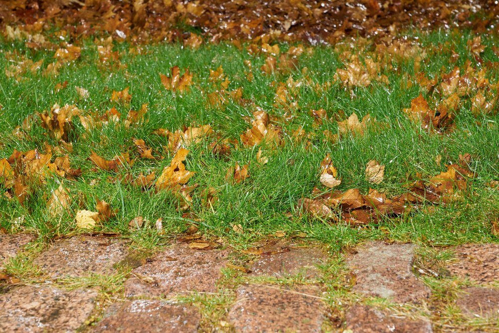 Nowoczesna skarpa w ogrodzie – inspiracje na aranżację