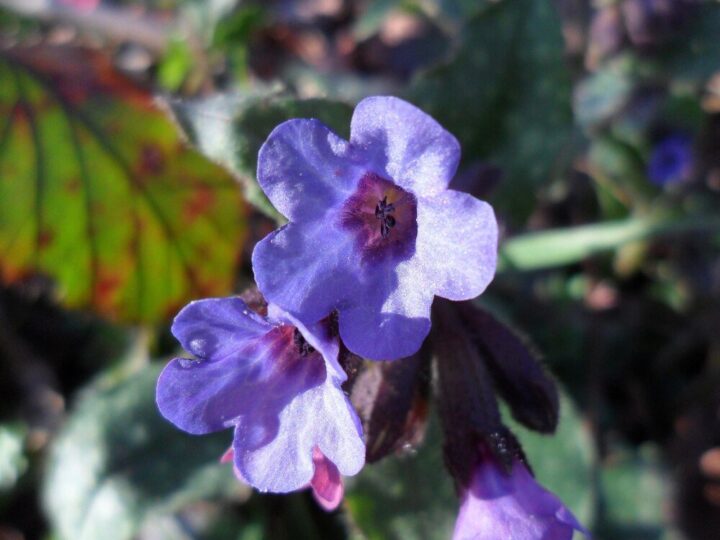 Lobelia przylądkowa i jej odmiany – stanowisko, uprawa, pielęgnacja