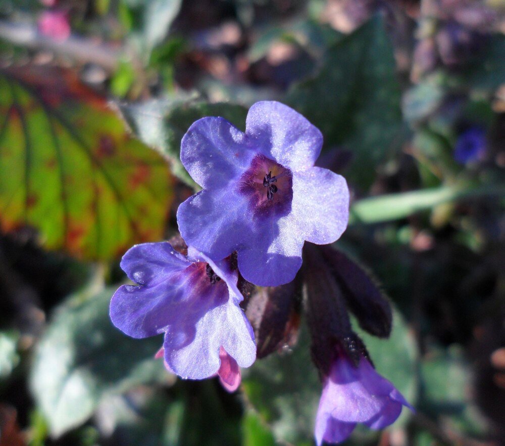 Lobelia przylądkowa i jej odmiany – stanowisko, uprawa, pielęgnacja