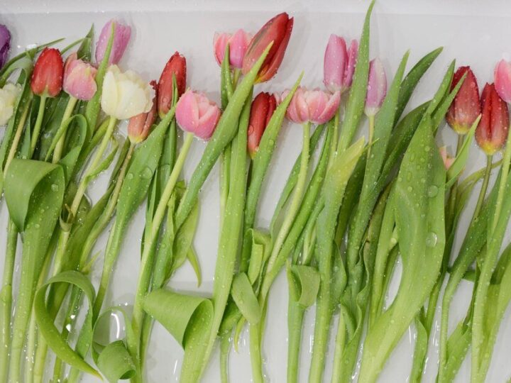 Dlaczego tulipany opadają w wazonie?