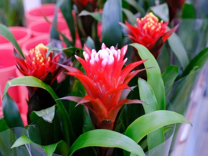 Kwiat bromelia – co ile go podlewać?