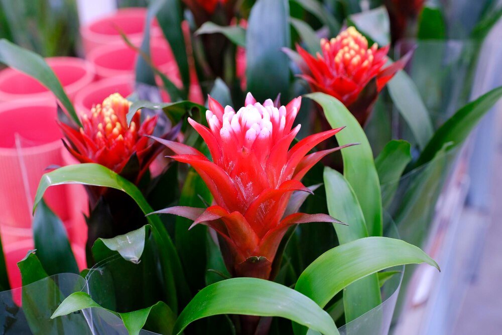 Kwiat bromelia – co ile go podlewać?