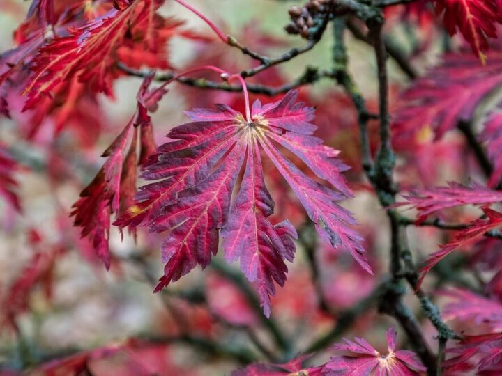 Acer palmatum atropurpureum – uprawa i wymagania