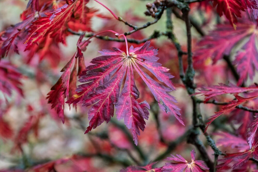 Acer palmatum atropurpureum – uprawa i wymagania