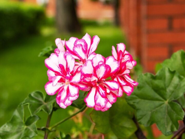 Czy geranium jest trujące – bezpieczeństwo w domu