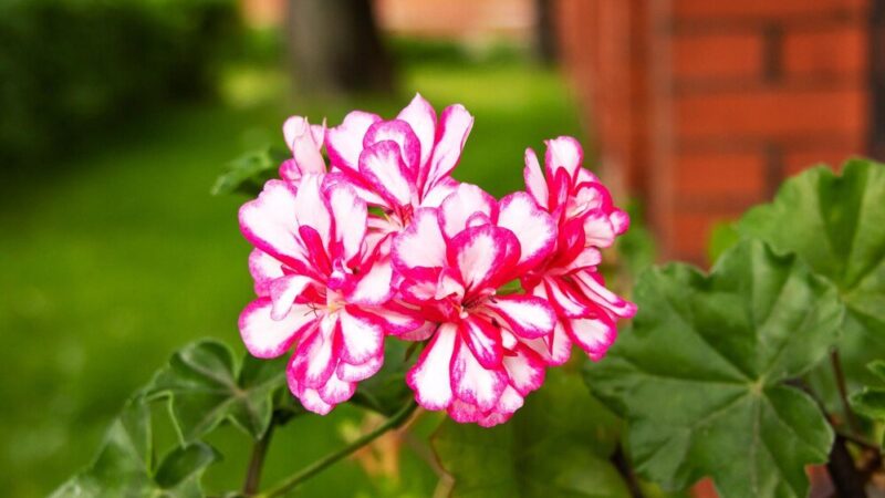 Czy geranium jest trujące – bezpieczeństwo w domu