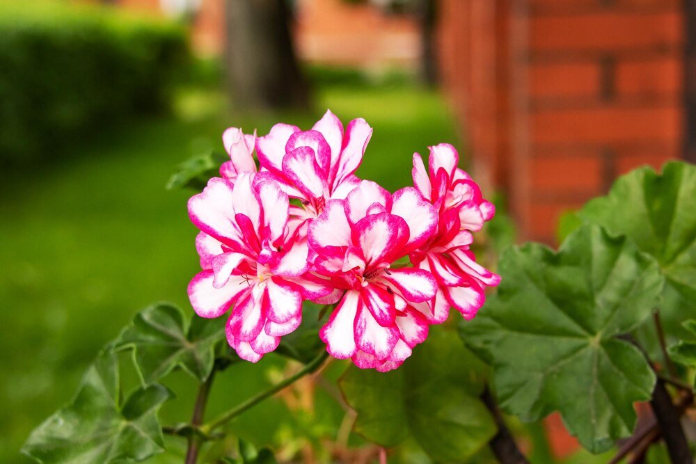Czy geranium jest trujące – bezpieczeństwo w domu