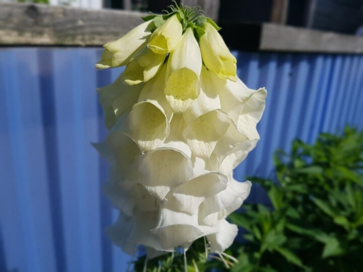 Eustoma biała – uprawa w domu i ogrodzie