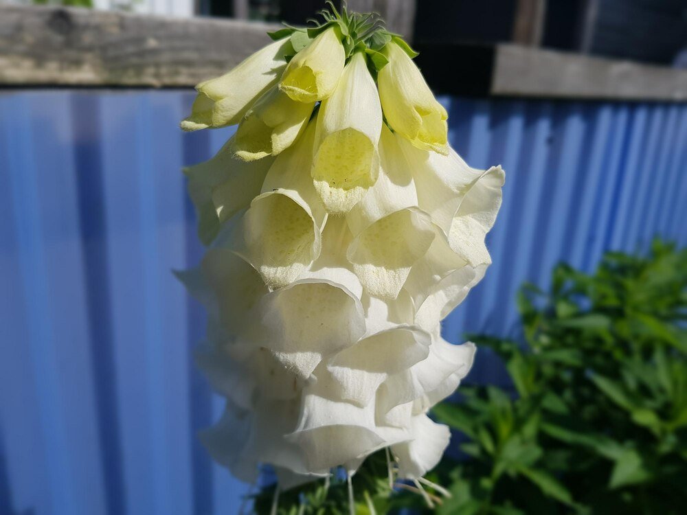Eustoma biała – uprawa w domu i ogrodzie