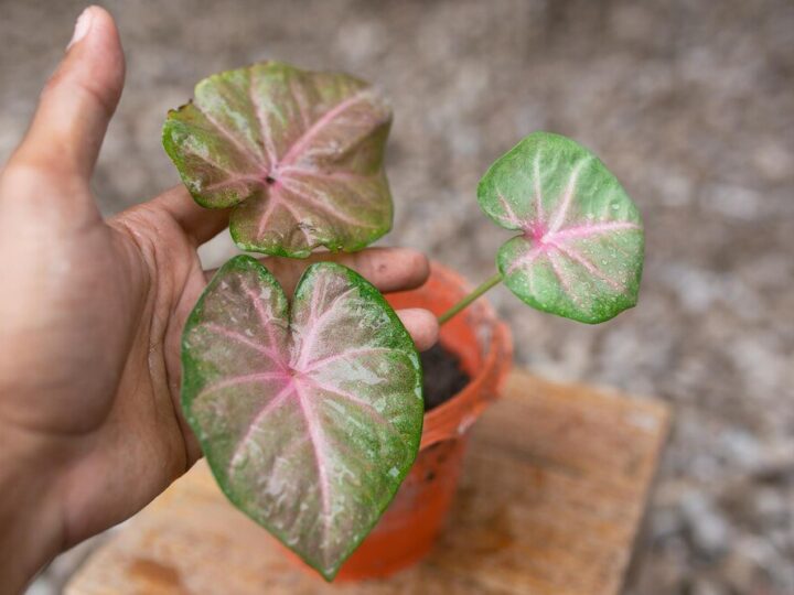 Hoya – odmiany do domowej kolekcji