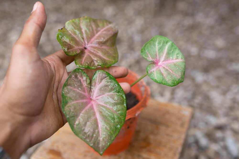 Hoya – odmiany do domowej kolekcji