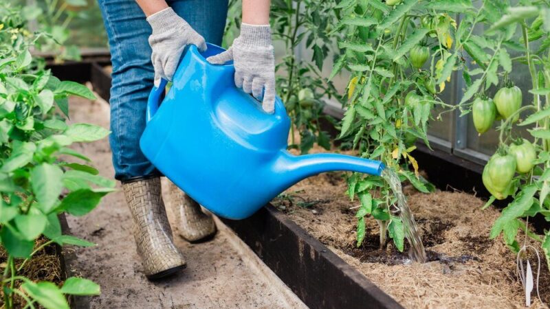 Jak często podlewać pomidory w doniczkach – aby obficie plonowały