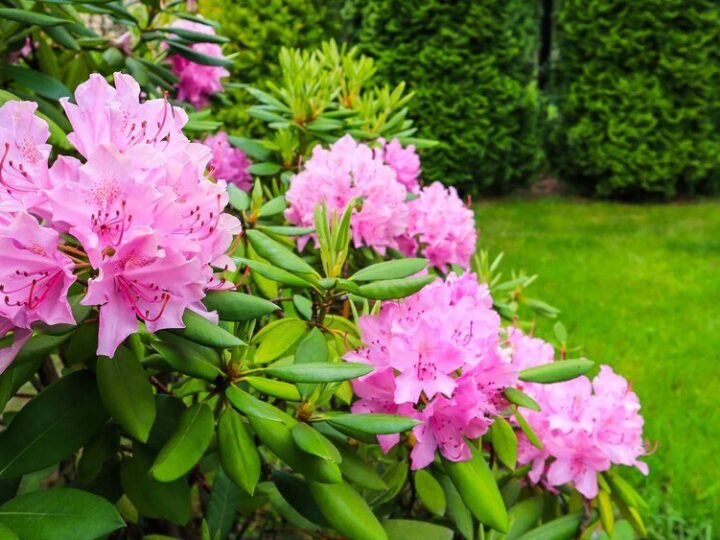 Jak podlewać rododendrony?