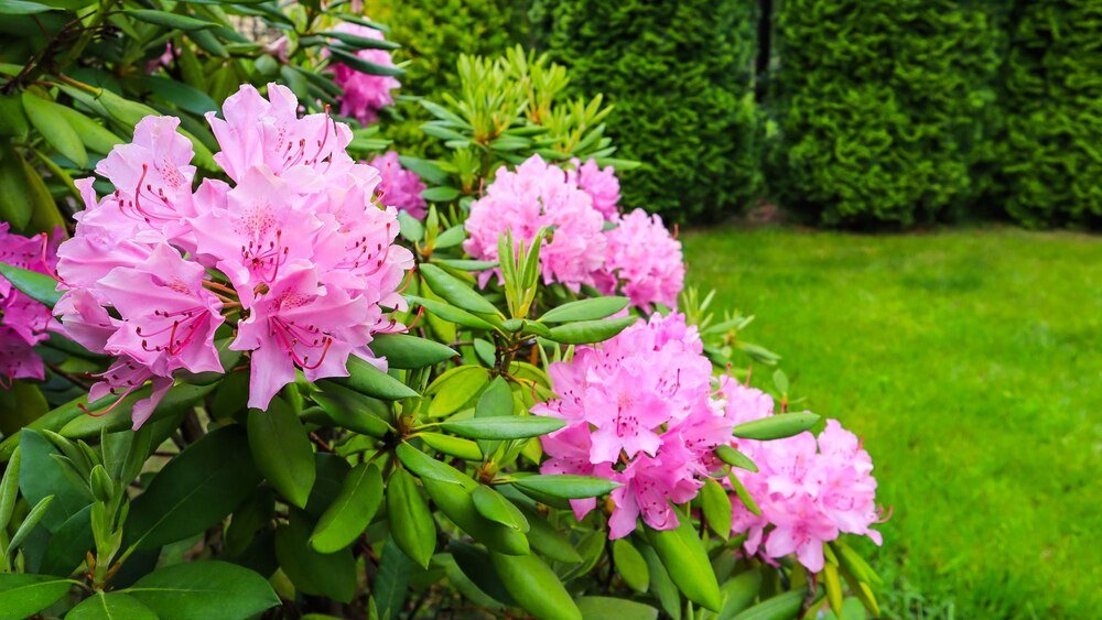 Jak podlewać rododendrony?