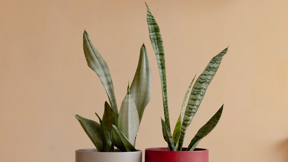 trifasciata sansevieria Sansevieria trifasciata, "Dwarf Sansevieria"