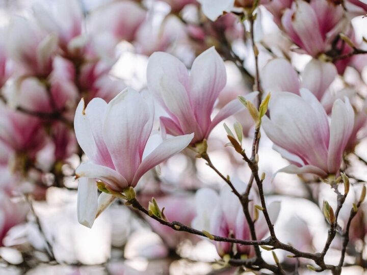 Kiedy przesadzać magnolie – najlepszy termin i zasady