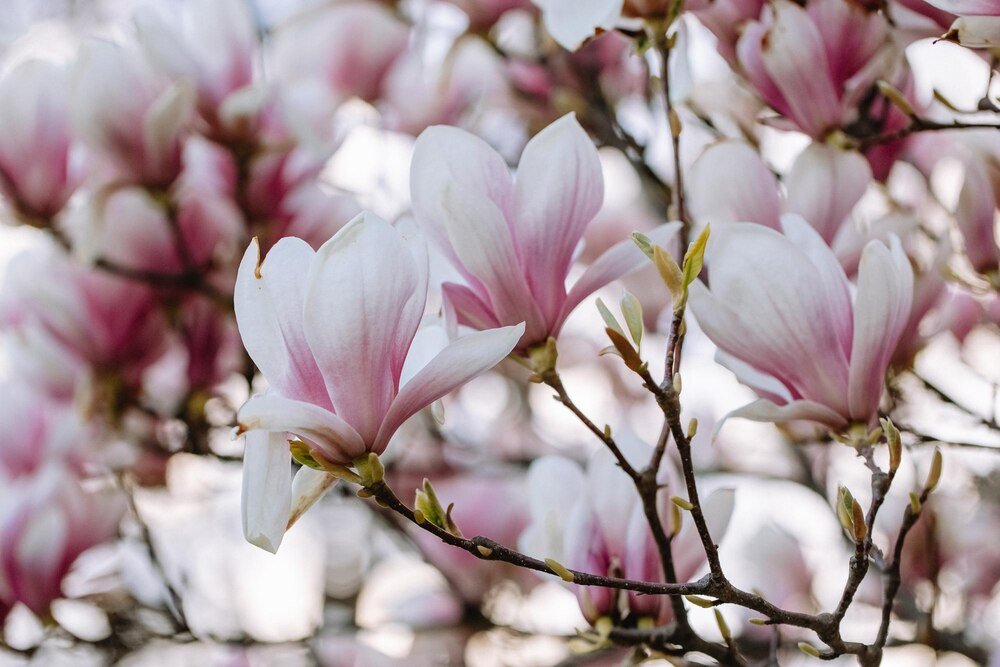 Kiedy przesadzać magnolie – najlepszy termin i zasady