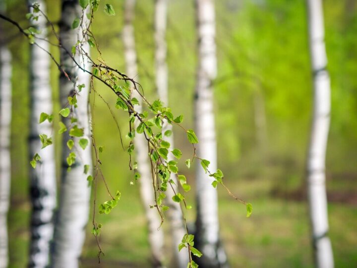 Kiedy sadzić brzozy – najlepsza pora i warunki