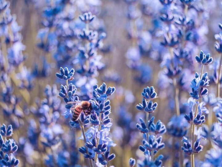 Lawenda Hidcote Blue – uprawa, cięcie i pielęgnacja w ogrodzie