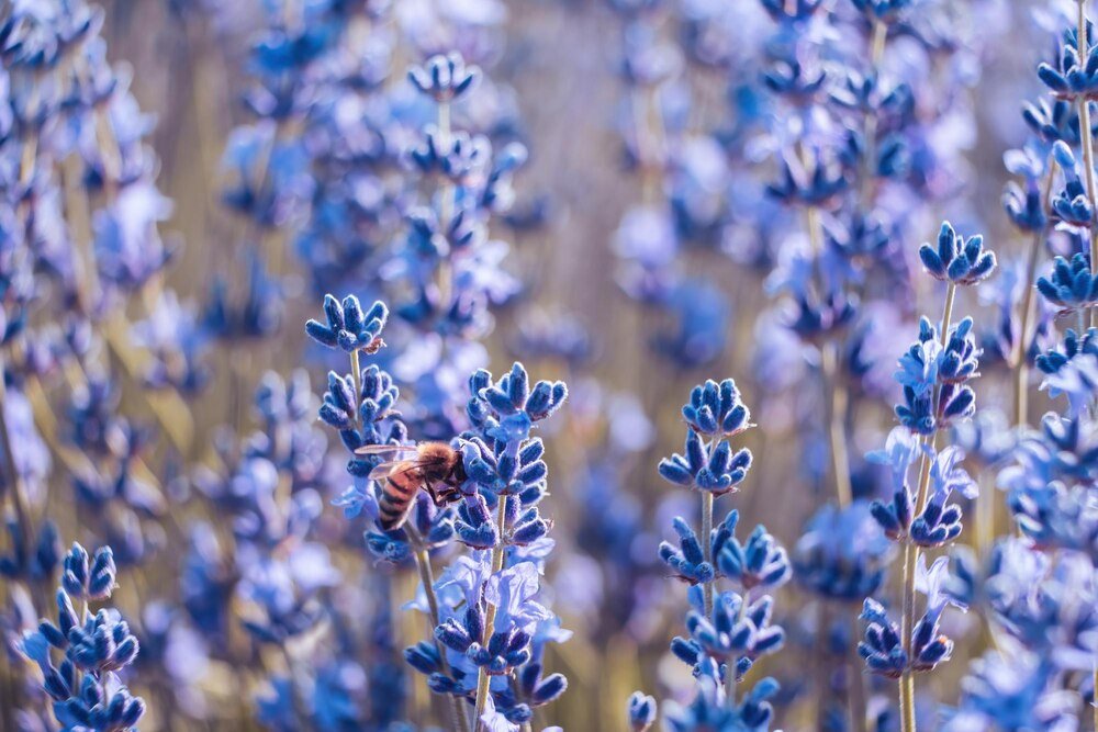 Lawenda Hidcote Blue – uprawa, cięcie i pielęgnacja w ogrodzie
