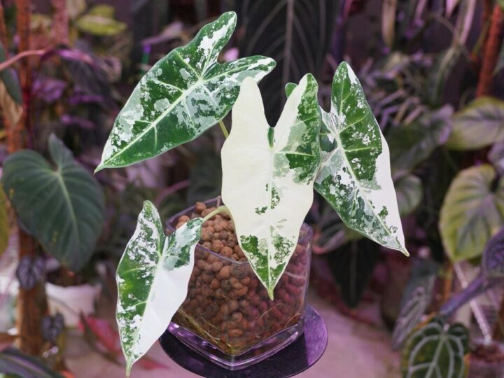 Philodendron white wizard – uprawa i pielęgnacja w domu