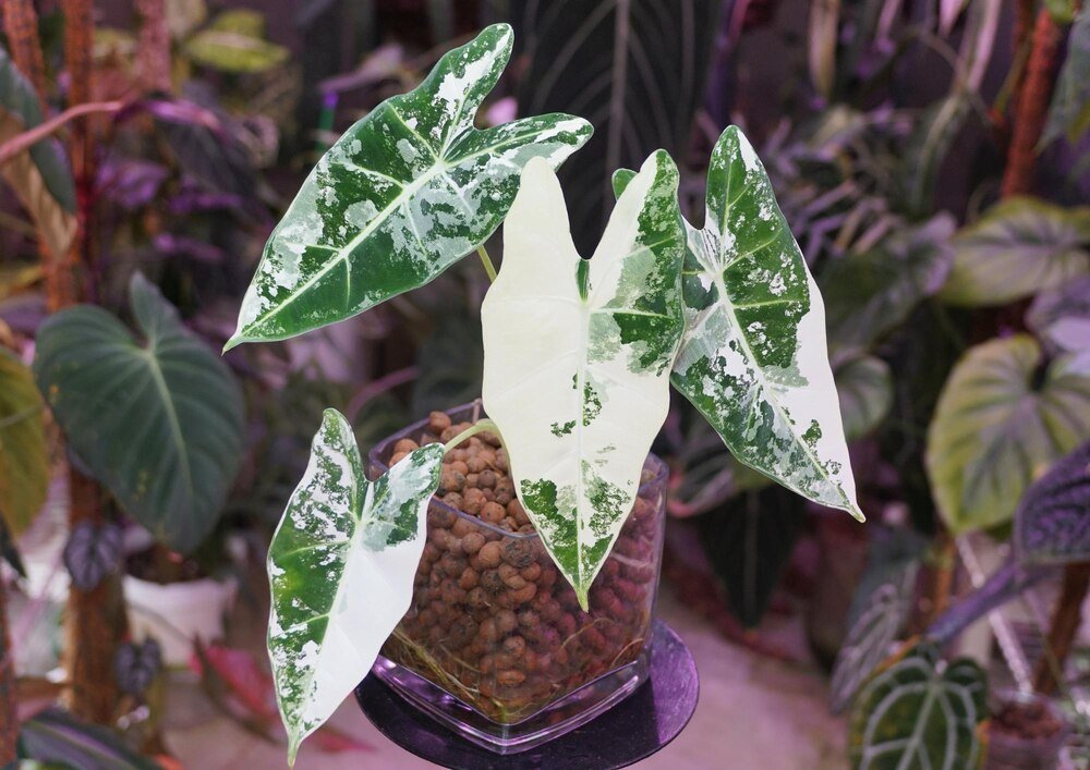 Philodendron white wizard – uprawa i pielęgnacja w domu