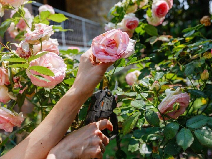 Przycinanie róż wielkokwiatowych – krok po kroku dla początkujących