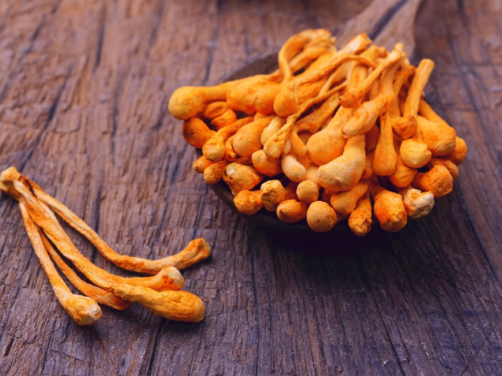 Kordyceps – kompleksowy przewodnik po działaniu, dawkowaniu i suplementacji
