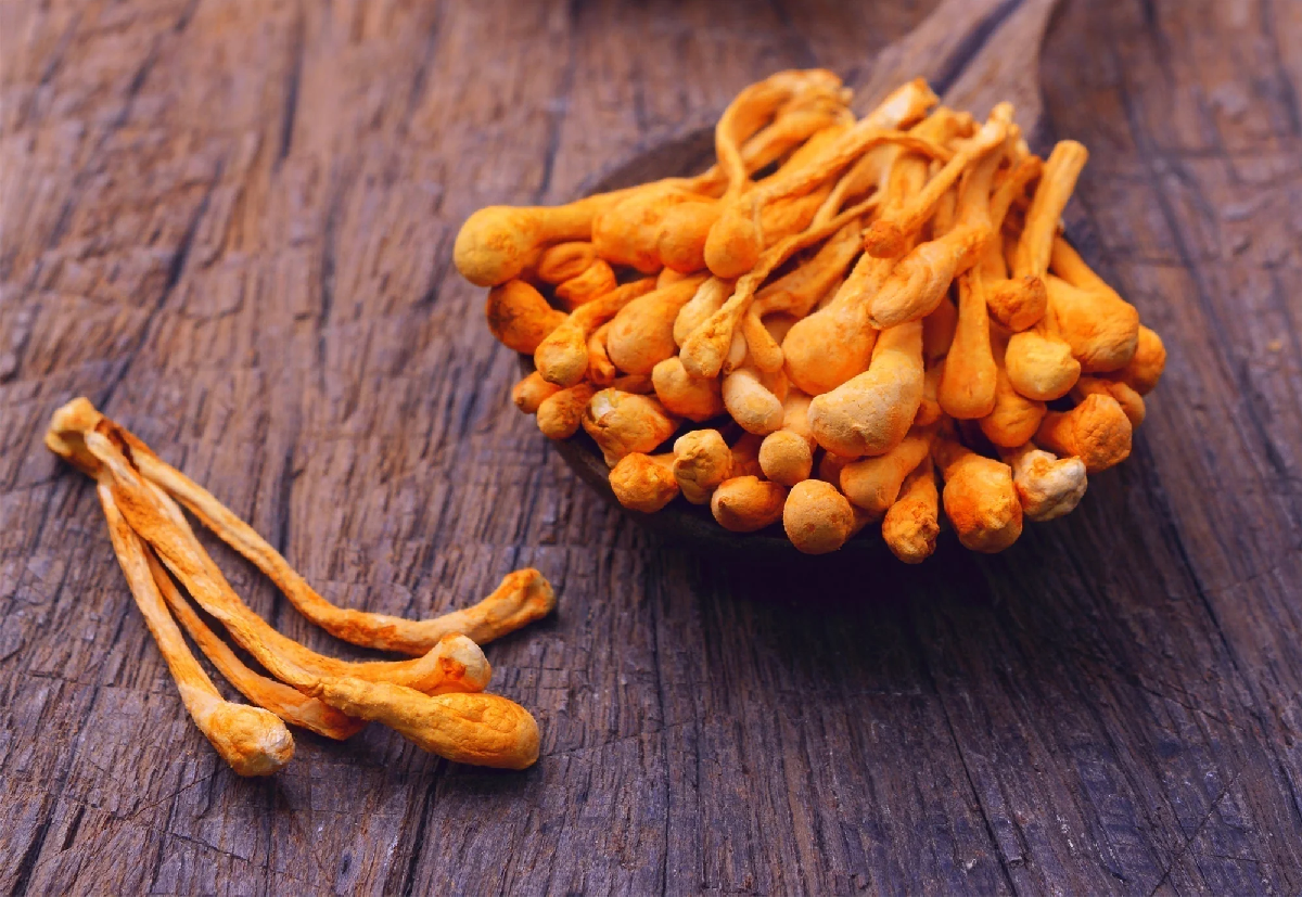 Kordyceps – kompleksowy przewodnik po działaniu, dawkowaniu i suplementacji