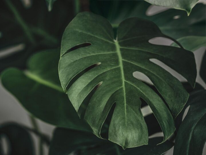 Czemu monstera żółknie – najczęstsze błędy w pielęgnacji