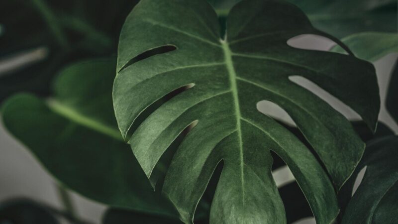 Czemu monstera żółknie – najczęstsze błędy w pielęgnacji
