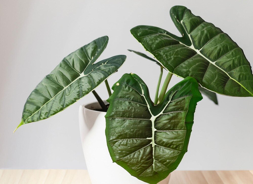 Czy filodendron jest trujący?
