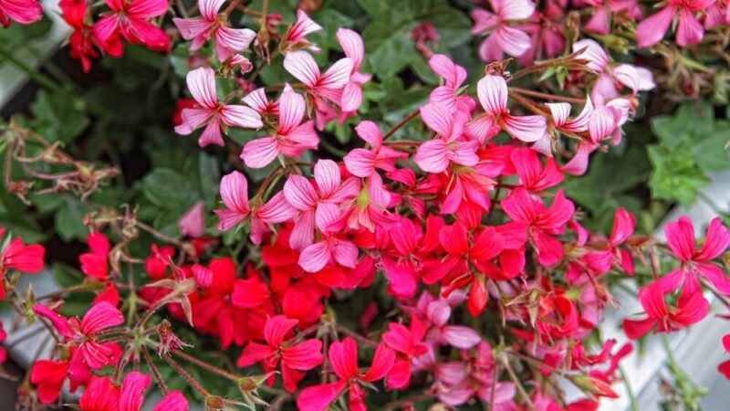 Dlaczego pelargonie nie kwitną – najczęstsze błędy w uprawie