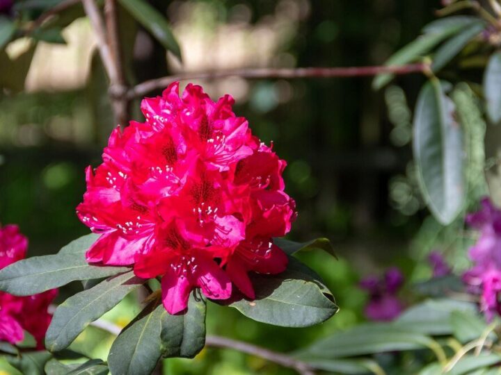 Dlaczego rododendron nie kwitnie – przyczyny i skuteczne rozwiązania
