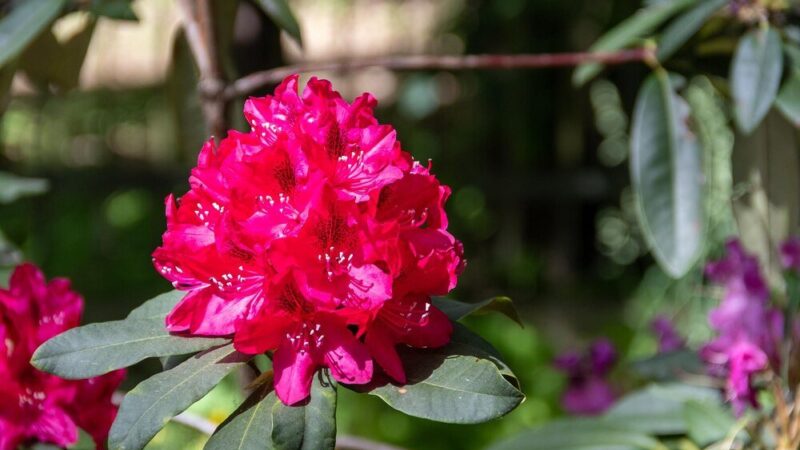 Dlaczego rododendron nie kwitnie – przyczyny i skuteczne rozwiązania
