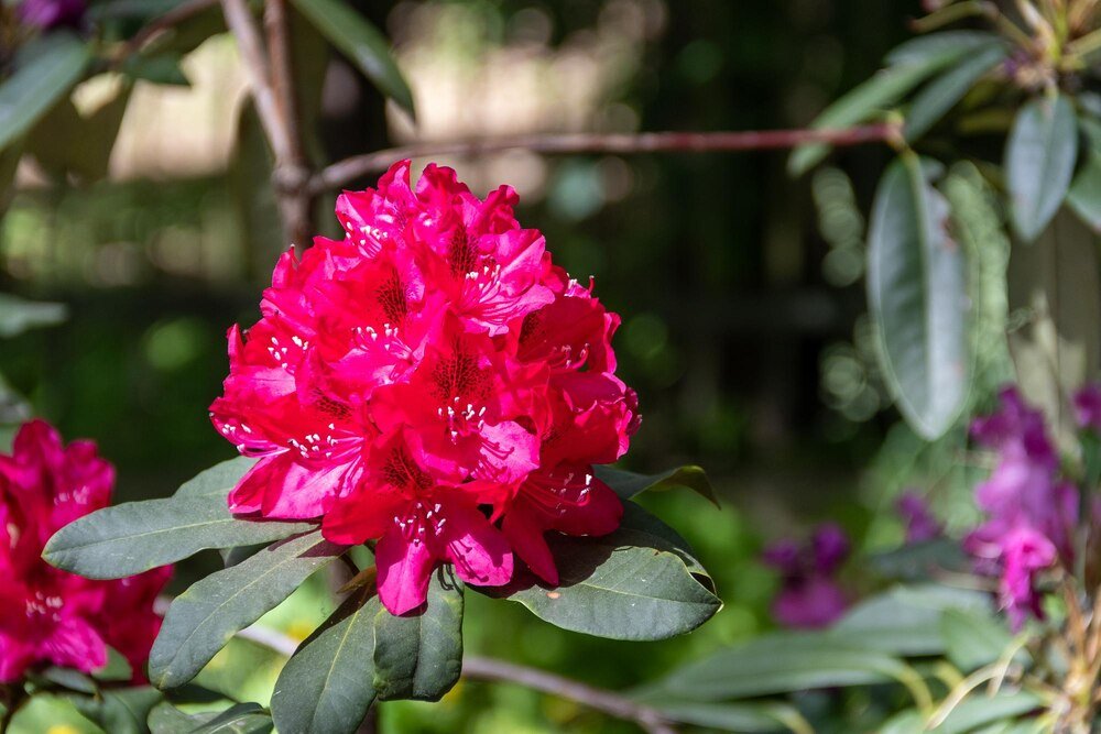 Dlaczego rododendron nie kwitnie – przyczyny i skuteczne rozwiązania