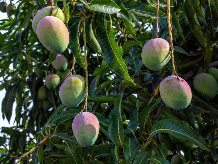 Jak wygląda drzewo mango – liście, kwiaty i owoce krok po kroku