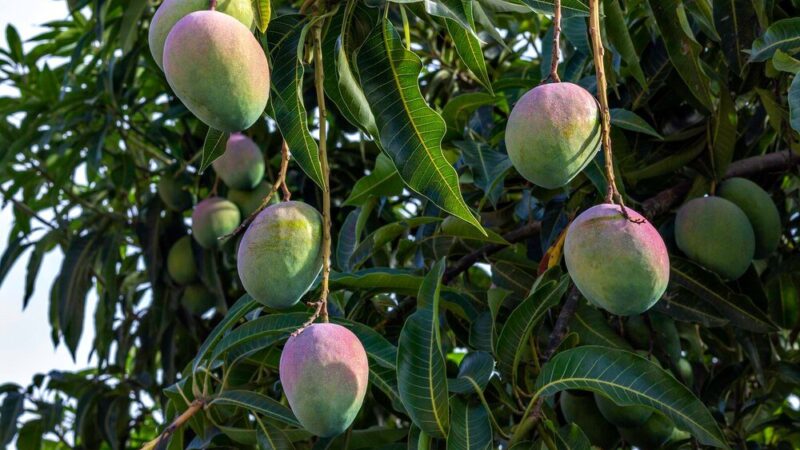 Jak wygląda drzewo mango – liście, kwiaty i owoce krok po kroku