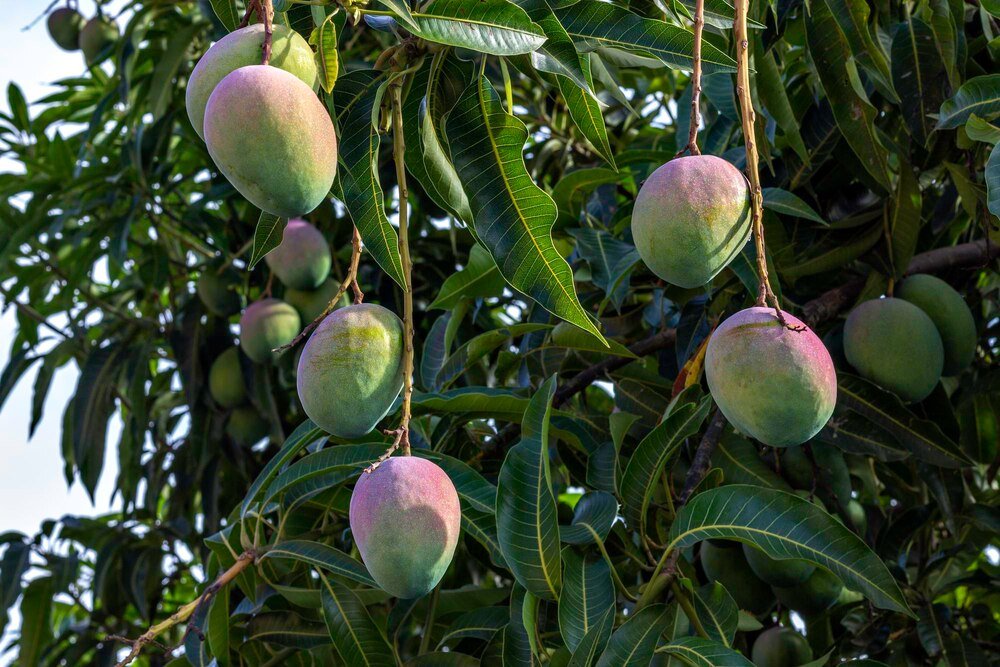 Jak wygląda drzewo mango – liście, kwiaty i owoce krok po kroku